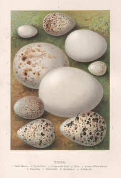 Eggs, natural history chromolithograph, circa 1900