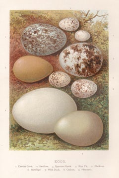 Eggs, natural history chromolithograph, circa 1900
