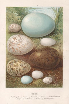 Eggs, natural history chromolithograph, circa 1900