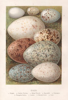 Eggs, natural history chromolithograph, circa 1900