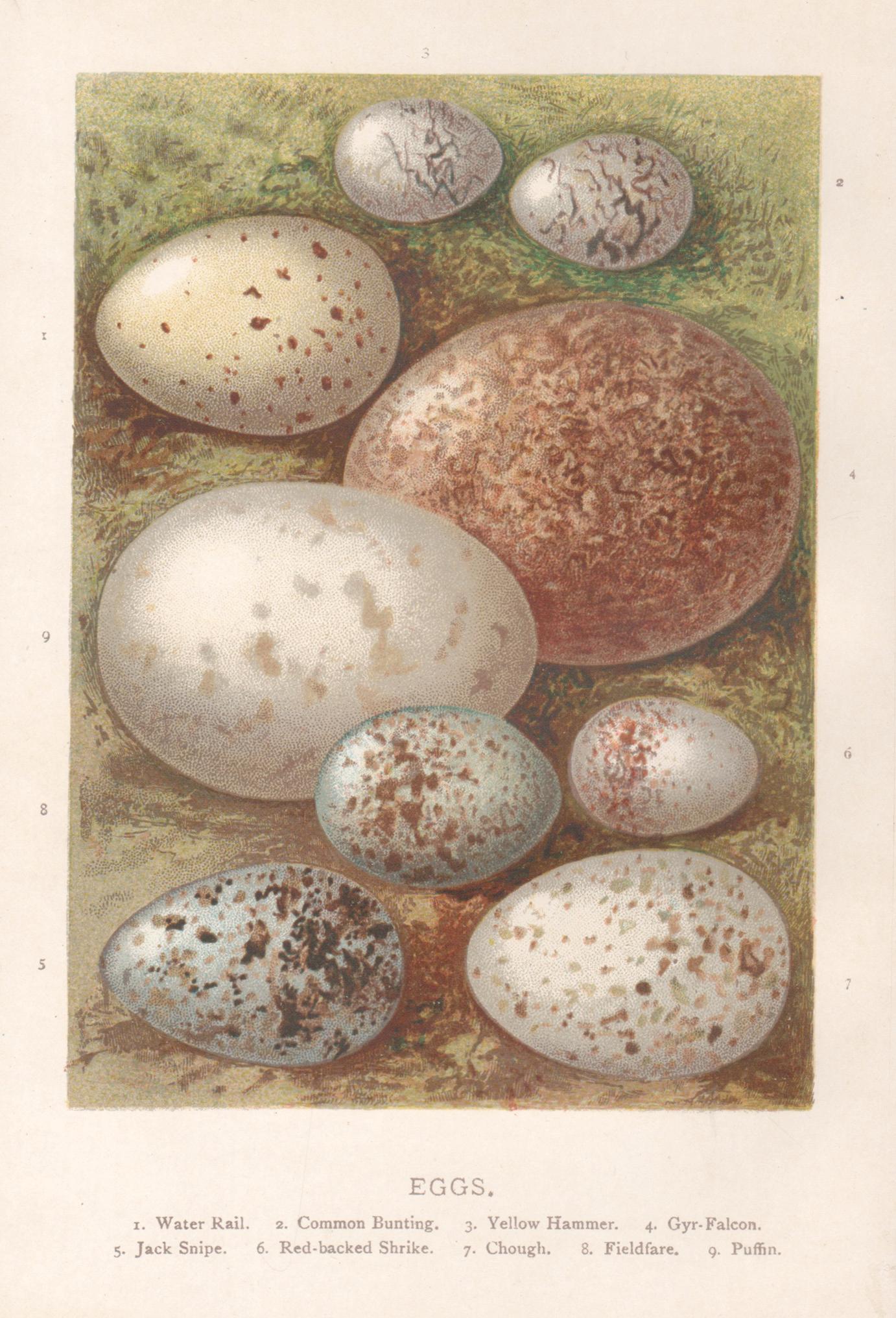 Print di Alexander Lydon - Uova, cromolitografia di storia naturale, circa 1900