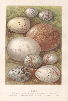 Eggs, natural history chromolithograph, circa 1900