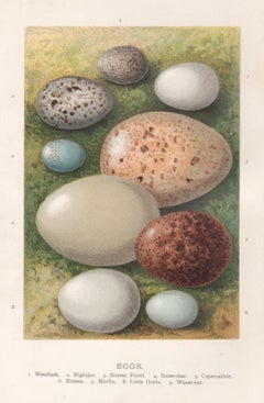 Eggs, natural history chromolithograph, circa 1900