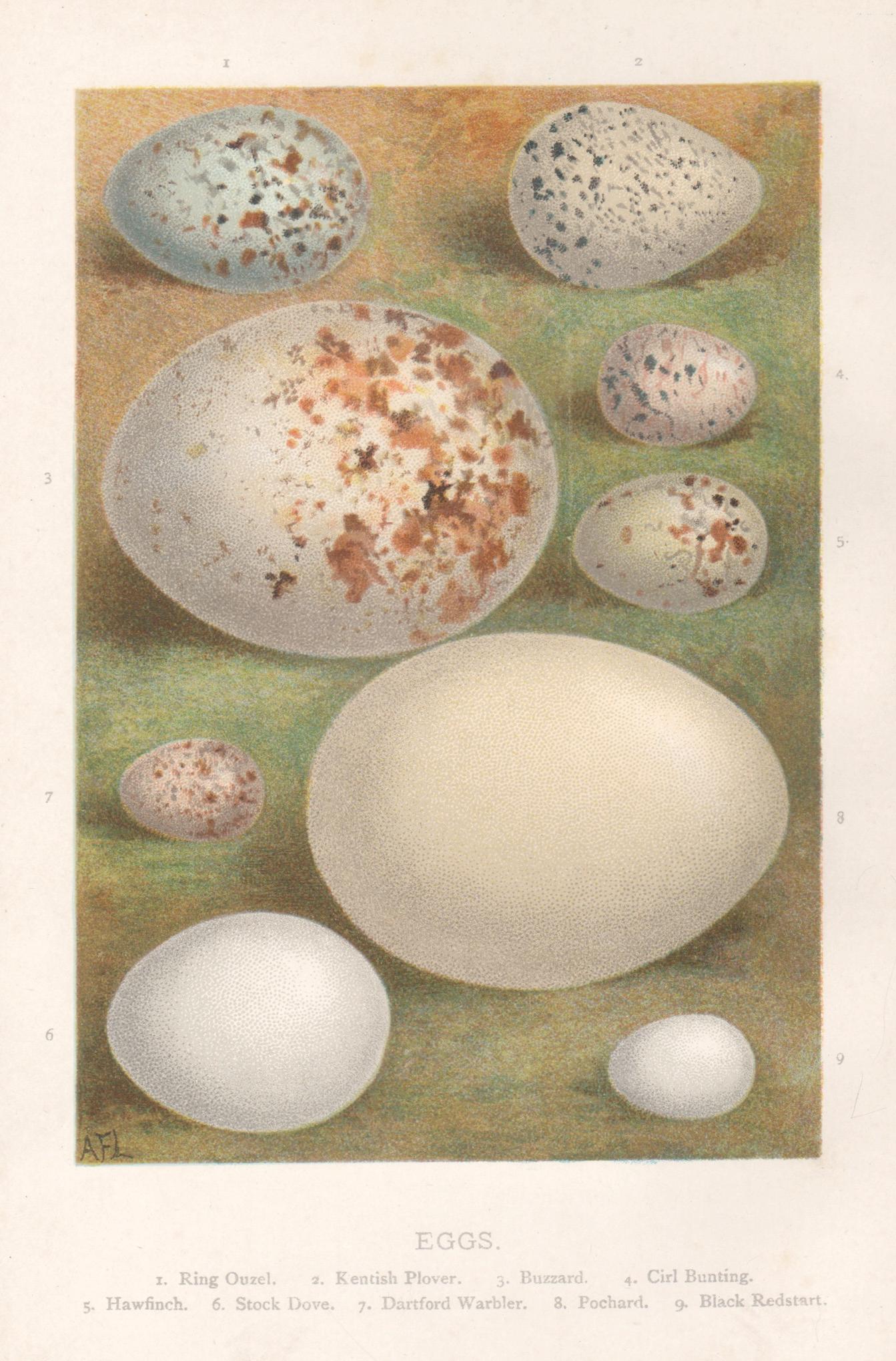 Print di Alexander Lydon - Uova, cromolitografia di storia naturale, circa 1900
