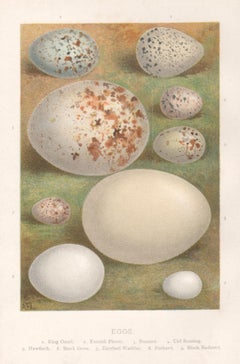 Eggs, natural history chromolithograph, circa 1900