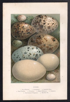 Four Egg natural history chromolithographs, circa 1900