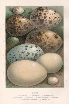 Four Egg natural history chromolithographs, circa 1900