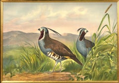 Chromolithograph of Quail