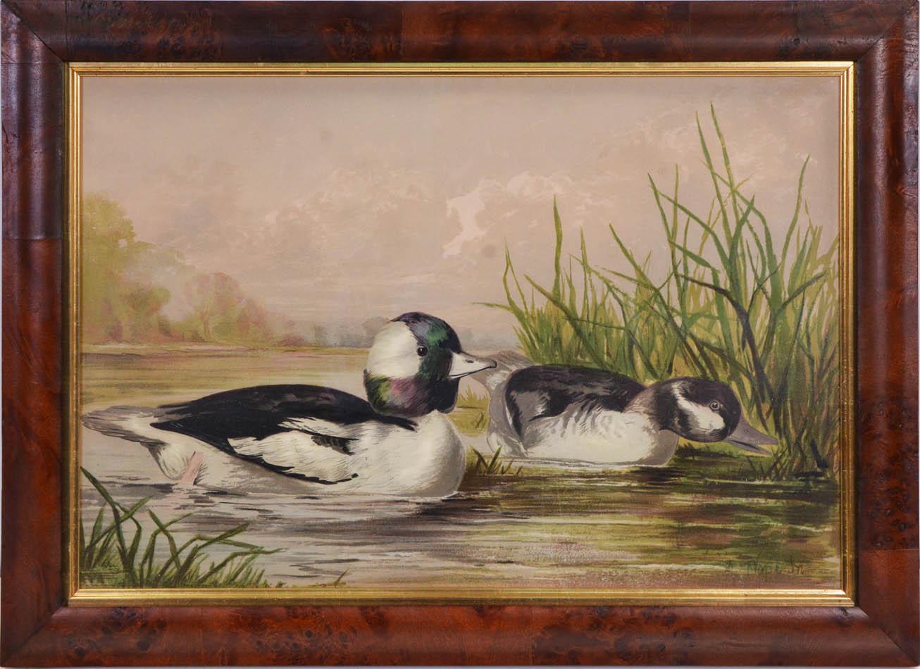 Group of Six Water Fowl - Naturalistic Print by Alexander Pope Jr.