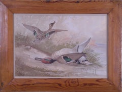 Antique Green-winged Teal