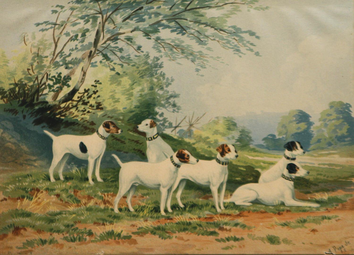 jack russells for sale
