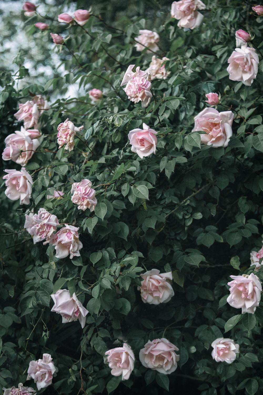 Blushing Vintage Roses  - Photograph by Alexandra DeFurio