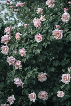 Blushing Vintage Roses
