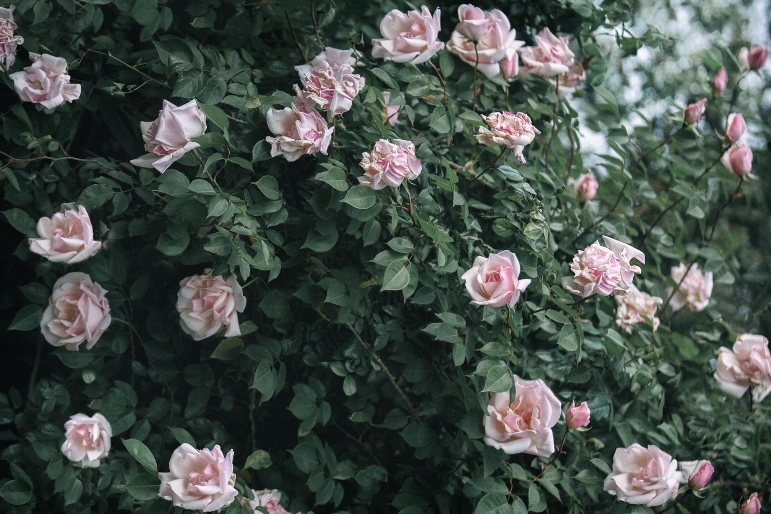 Alexandra DeFurio Color Photograph - Blushing Vintage Roses 