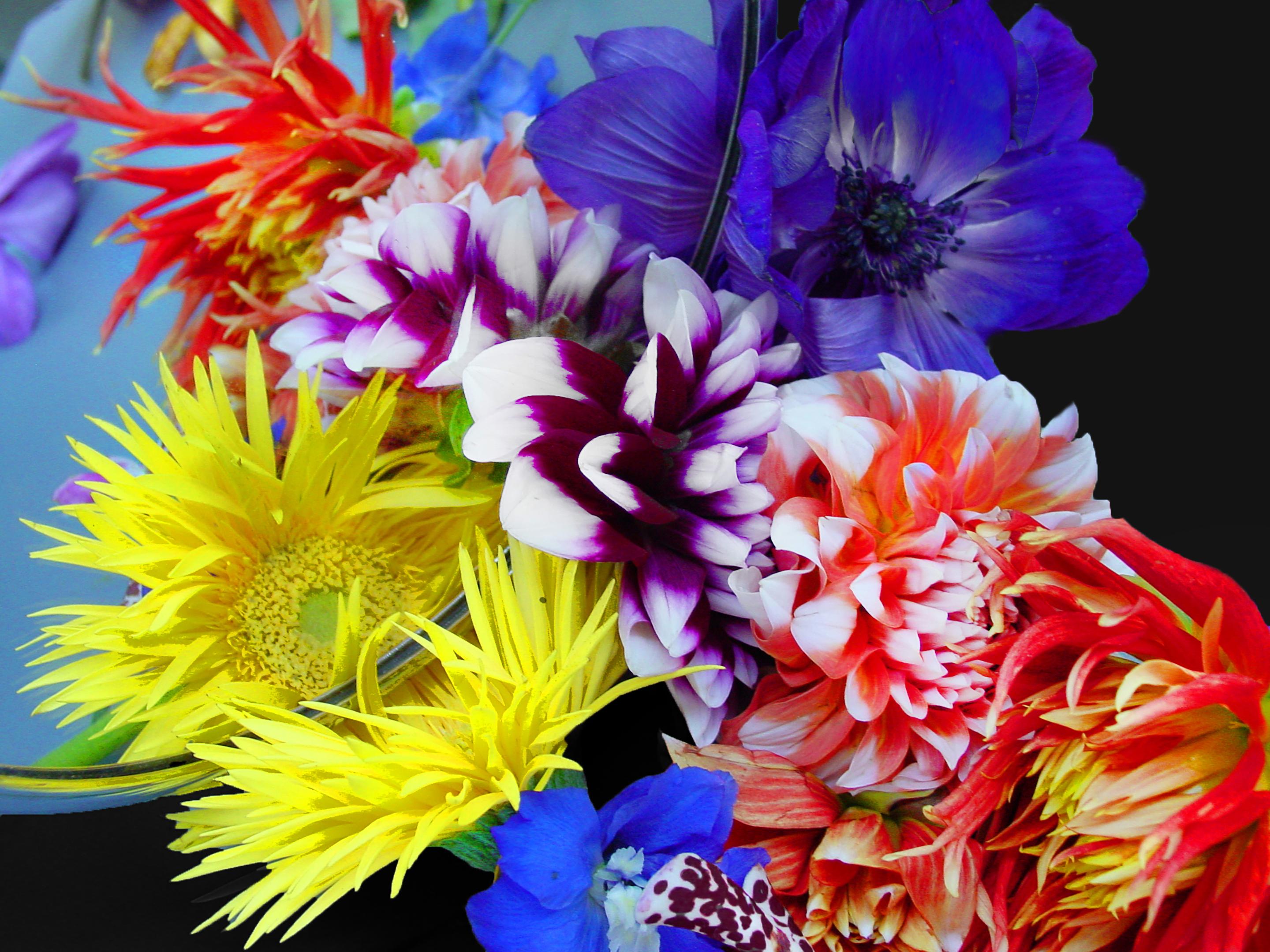 Alexandra Penney Color Photograph - Dahlias and Friends