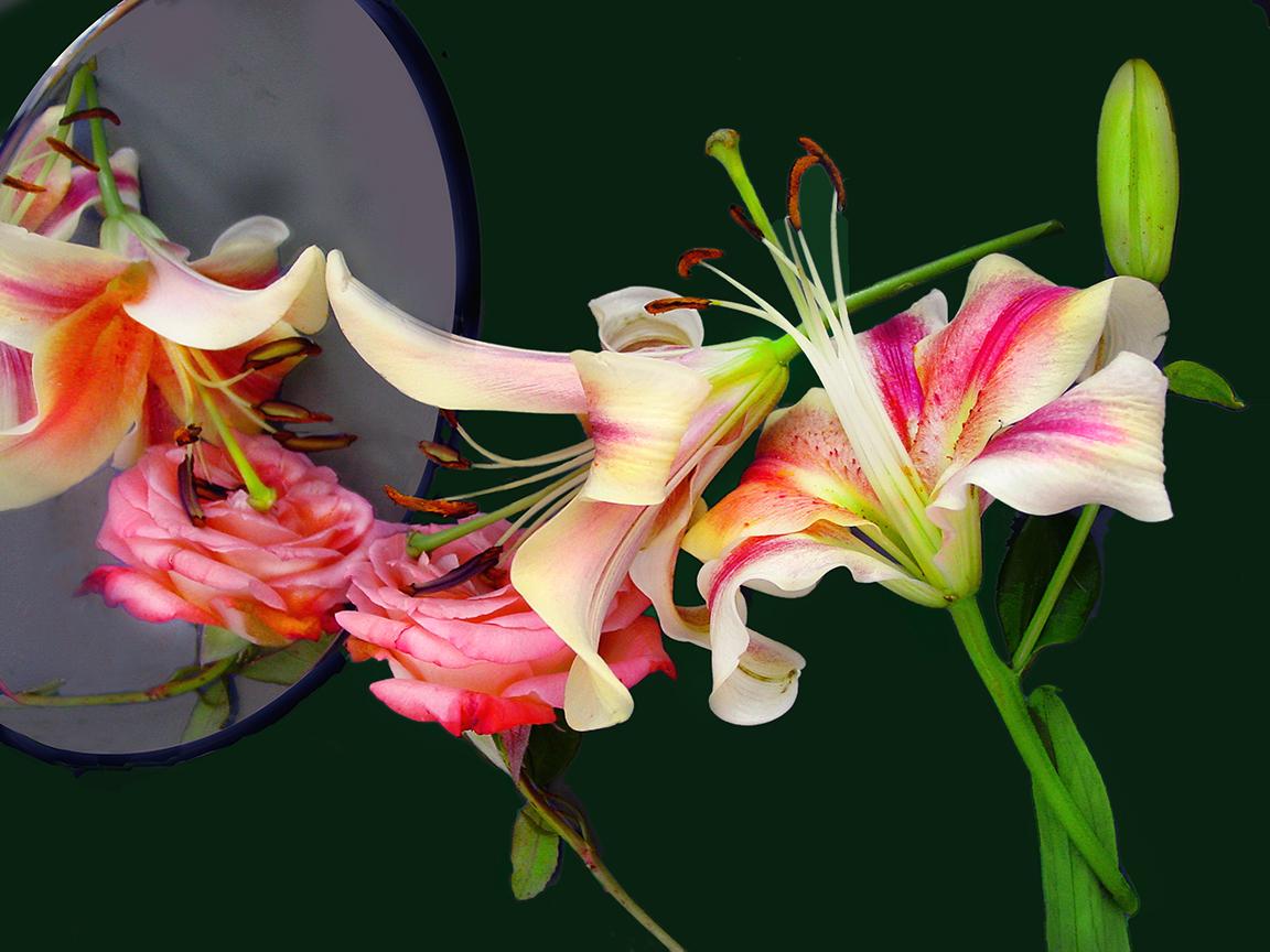 Color Photograph Alexandra Penney - Lillies narcissiques