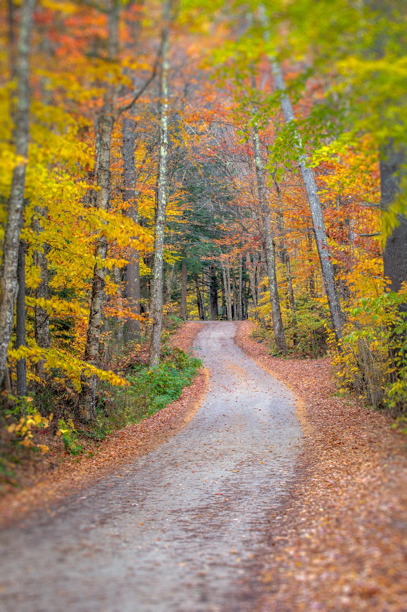 Alexandra Steedman Landscape Photograph – ""Country Road"" Farbe Naturfotografie, Landschaft, Bäume, Herbst, Herbstlaub