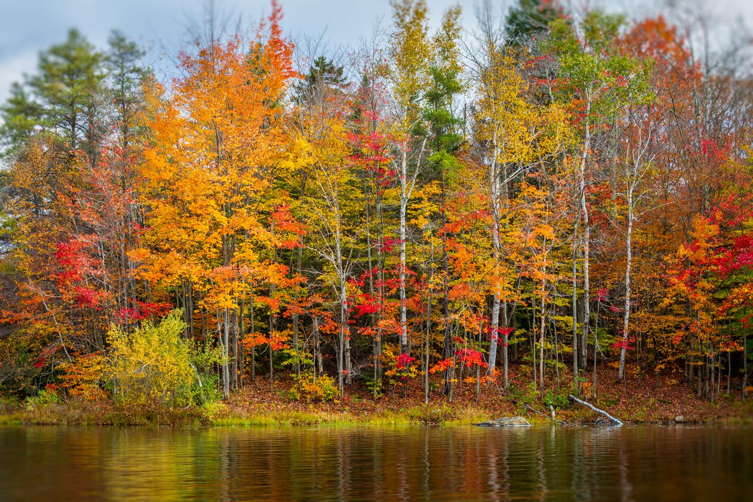 Alexandra Steedman Color Photograph - "Farewell", Color Nature Photography, Landscape, Trees, Autumn, Yellow