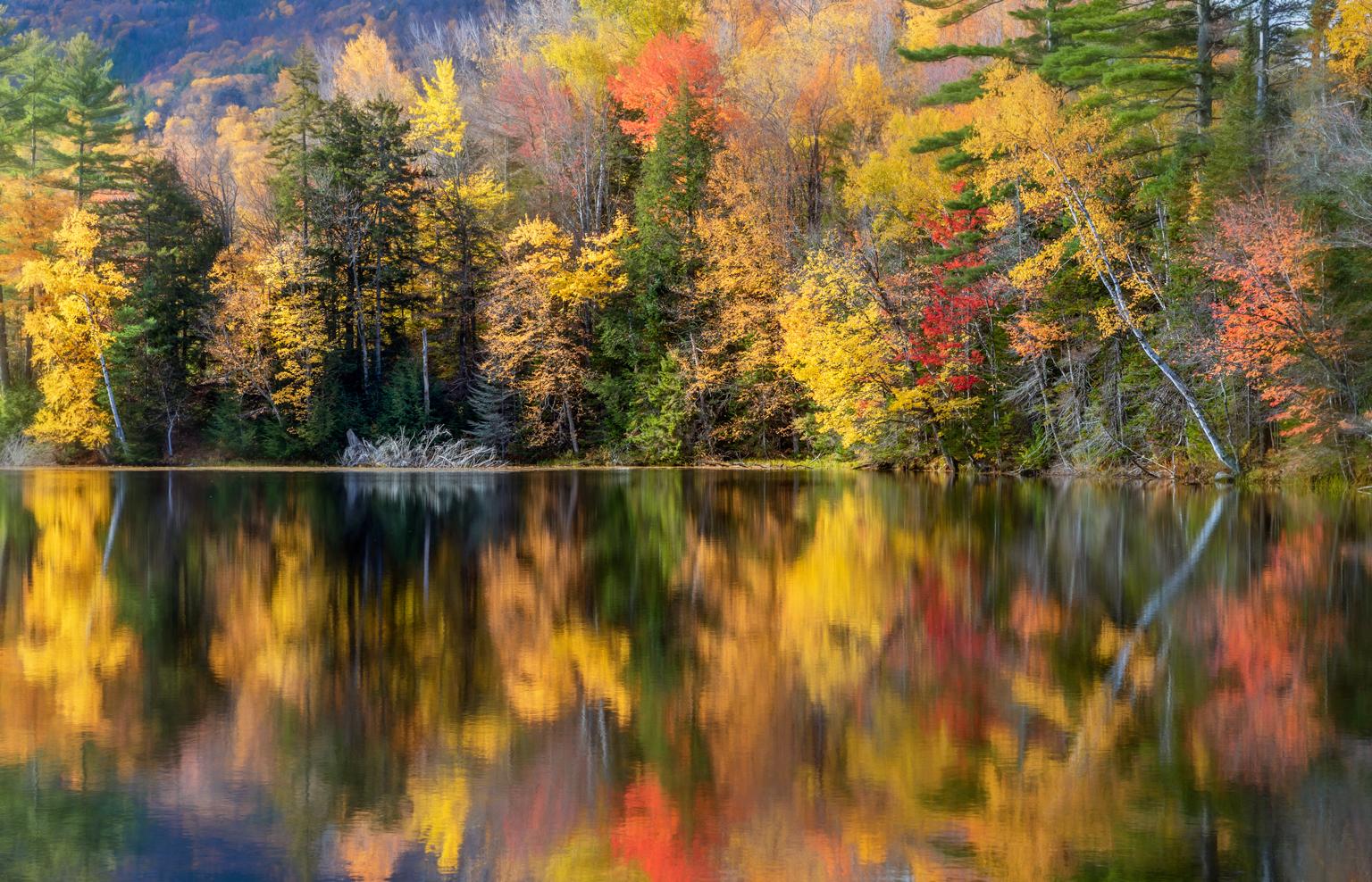 Color Photograph de Alexandra Steedman - "Caleidoscopio", Fotografía de Naturaleza en Color, Paisaje, Árboles, Otoño, Amarillo