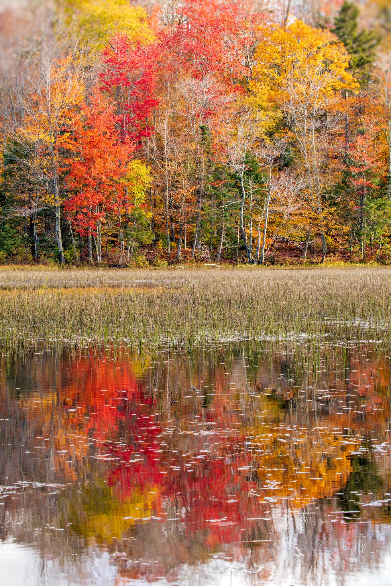Alexandra Steedman Landscape Photograph - "Past Peak", Color Nature Photography, Landscape, Trees, Autumn, Fall Foliage