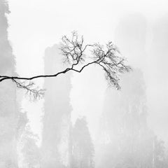 Celeste I, China, Archival Print, 2017 (20x20in)