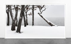 Eternal -FAMILY TREES by Alexandre Manuel (Black and white minimalist)