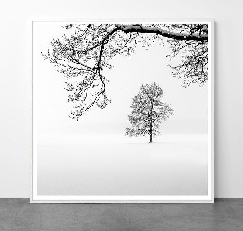 Eternal - KING OF TREES 2 by Alexandre Manuel (Black and white minimalist) For Sale 1