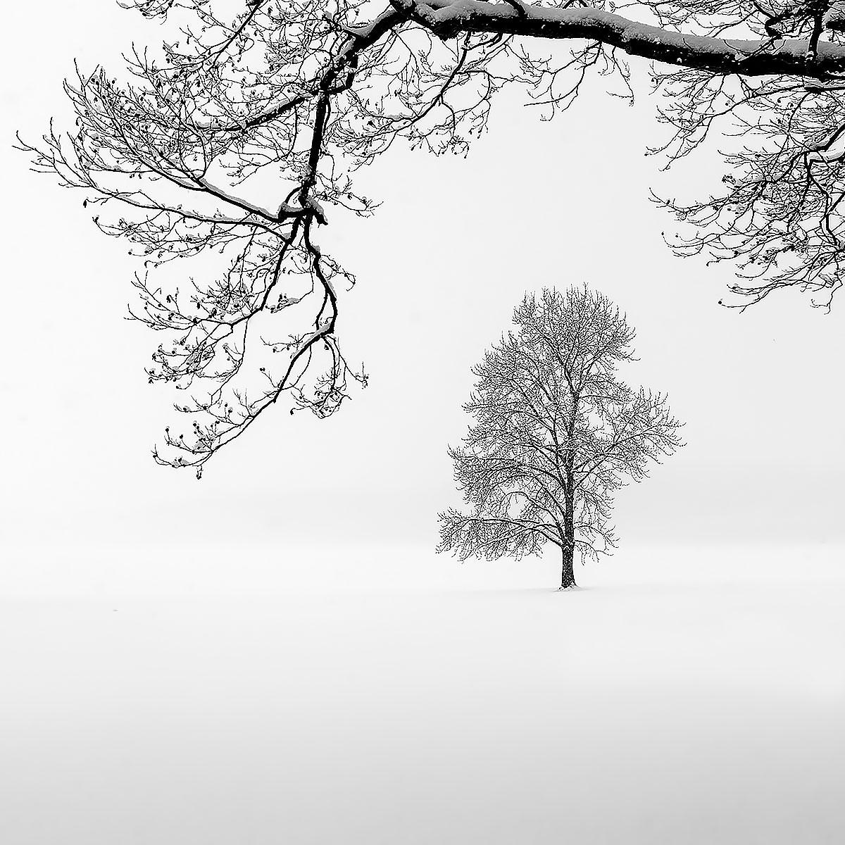 Eternal - KING OF TREES 2 by Alexandre Manuel (Black and white minimalist) For Sale 1