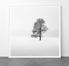 Eternal - Re degli alberi di Alexandre Manuel (minimalista in bianco e nero)
