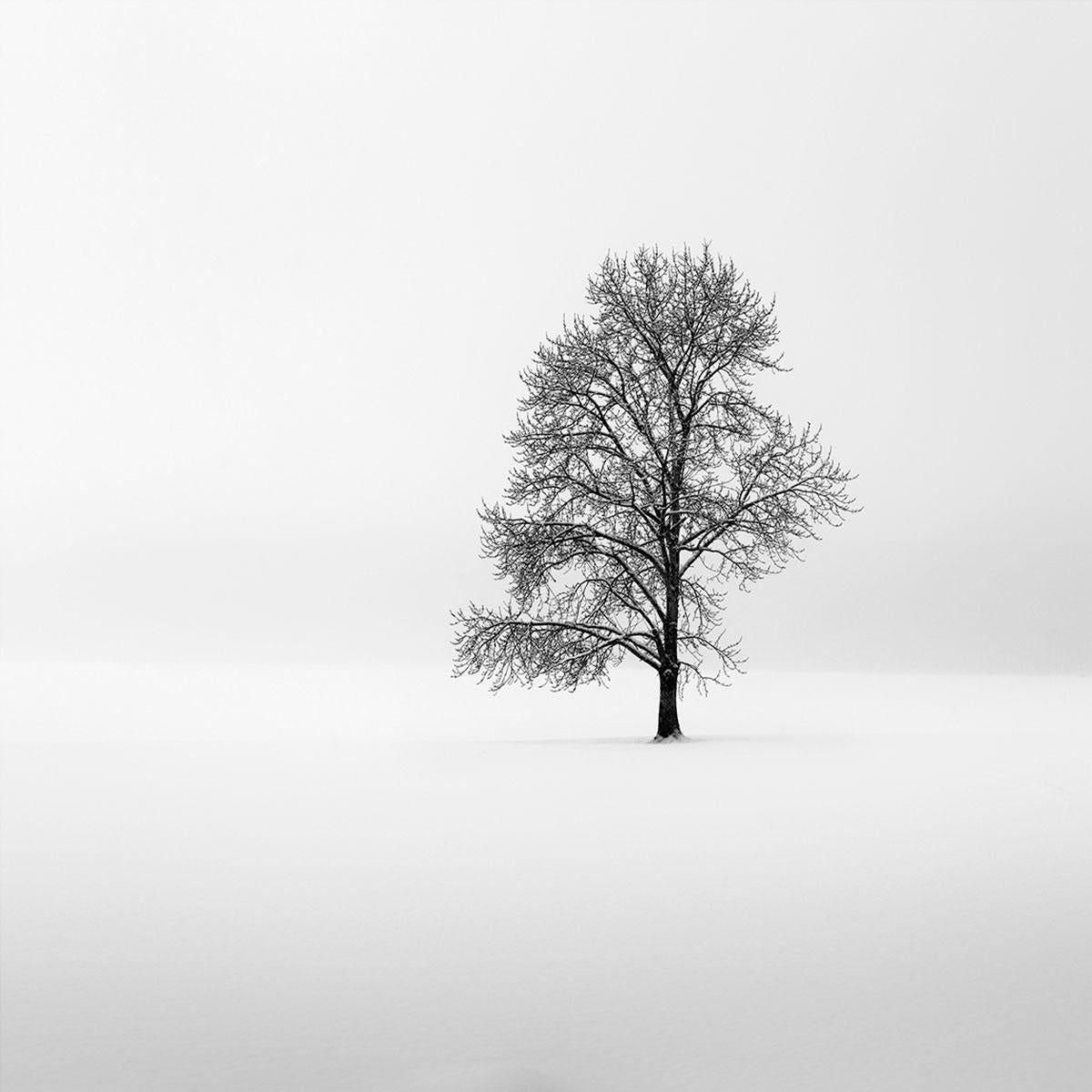 Eternal - King of trees by Alexandre Manuel (Black and white minimalist) For Sale 1