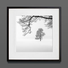 King of trees II, Eternal, stampa d’archivio, 2022 (20x20in)