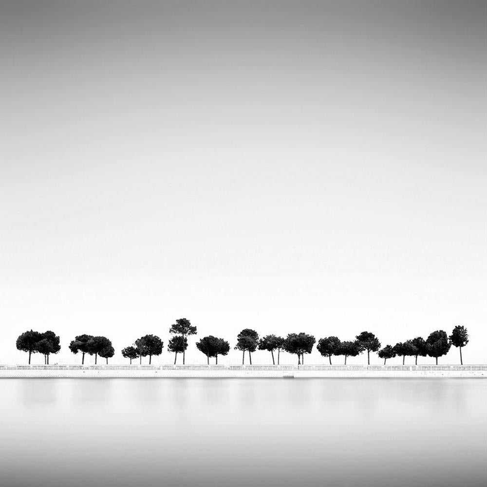 Trees, Lisbon, Portugal, Lost in Abstraction (B&W Photography) - Gray Landscape Photograph by Alexandre Manuel