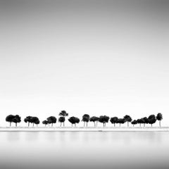 Alberi, Lisbona, Portogallo, Persi nell'astrazione (Fotografia B&N)