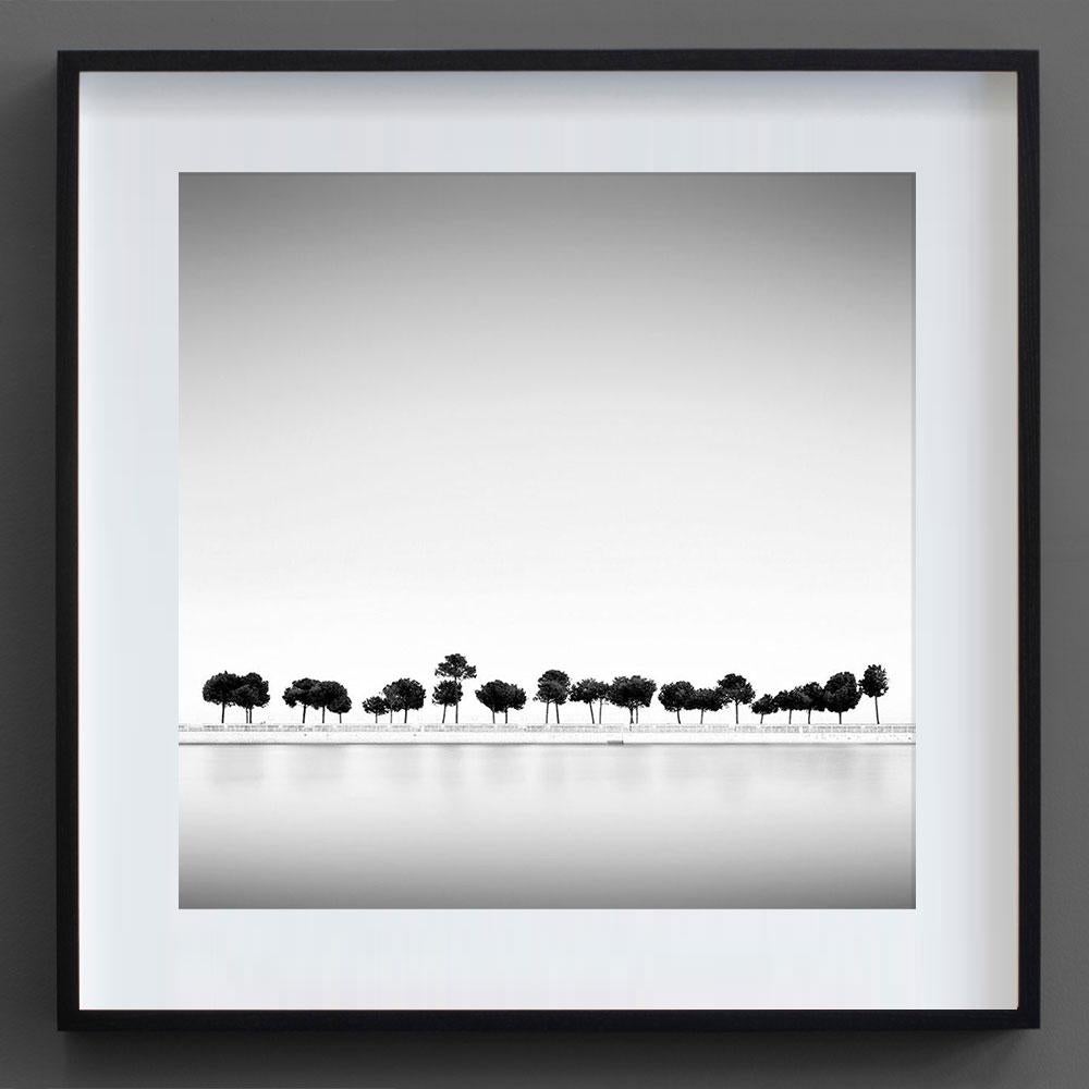 Alexandre Manuel Landscape Photograph - Trees, Lisbon, Portugal, Lost in Abstraction (B&W Photography)