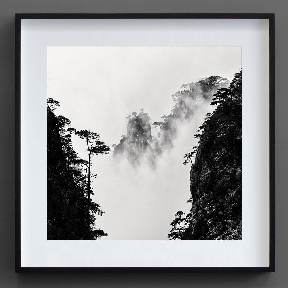 Árbol Fotografía en blanco y negro