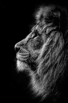 Prince of Darkness. By Alfie Bowen. Dramatic portrait of a lions head