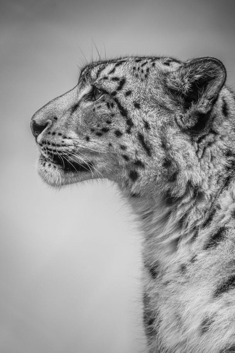 Reverie By Alfie Bowen. Dramatic portrait of a leopards head