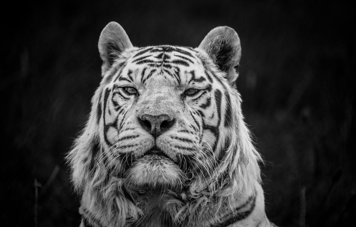 Reverie By Alfie Bowen. Dramatic portrait of a tigers head