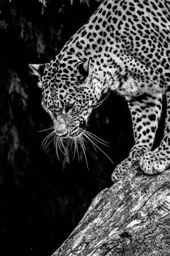 Reverie Par Alfie Bowen. Portrait dramatique du léopard