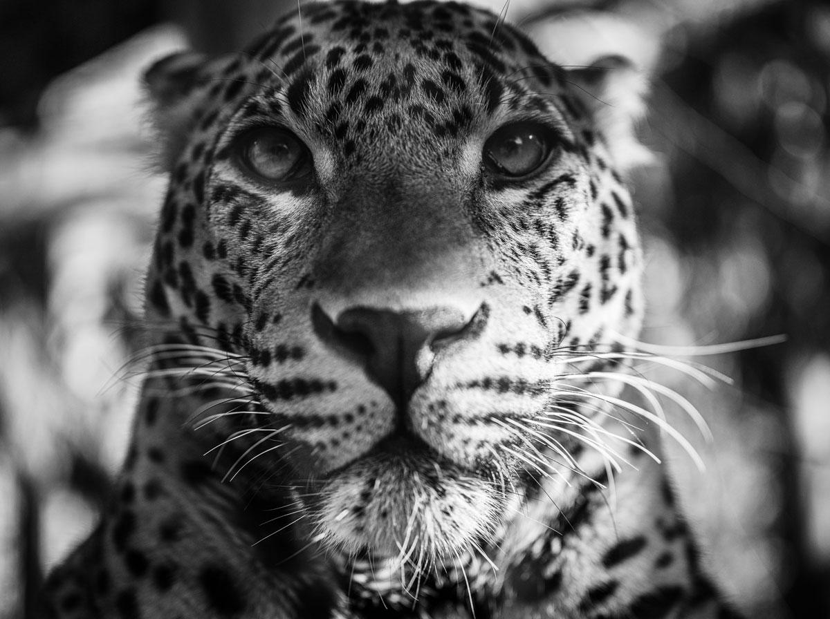 Self-assured. By Alfie Bowen. Dramatic portrait of a leopards head