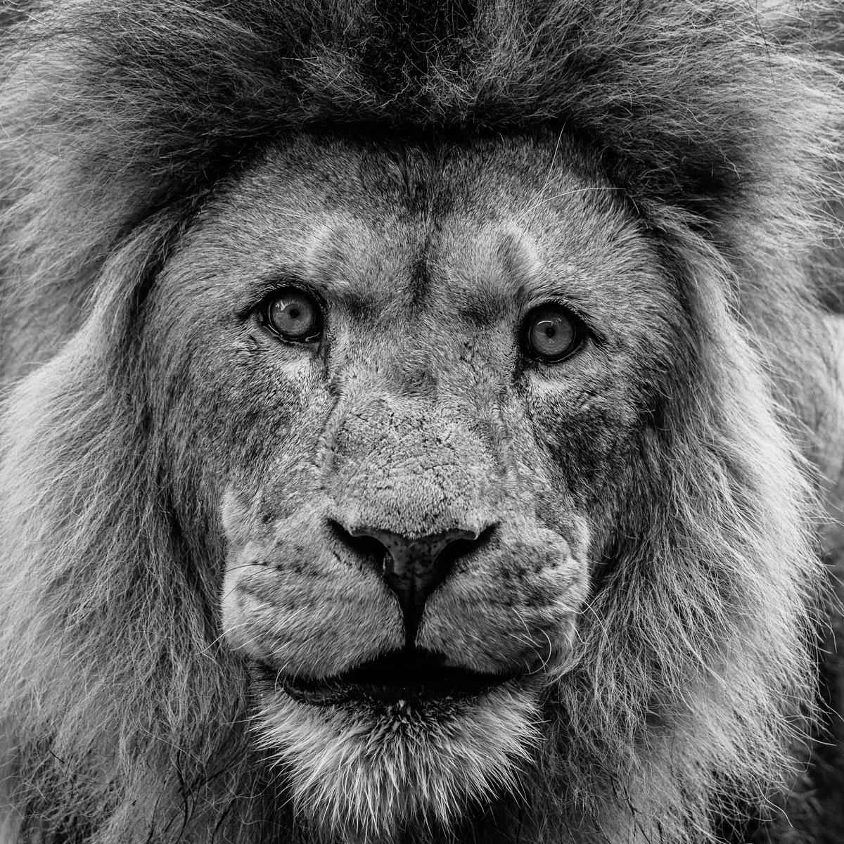 Alfie a capturé la majesté féroce du visage d
un lion avec une précision à couper le souffle. La texture détaillée de la crinière, habilement rendue, dégage une aura sauvage mais royale qui encadre les yeux perçants du lion. Son regard pénétrant