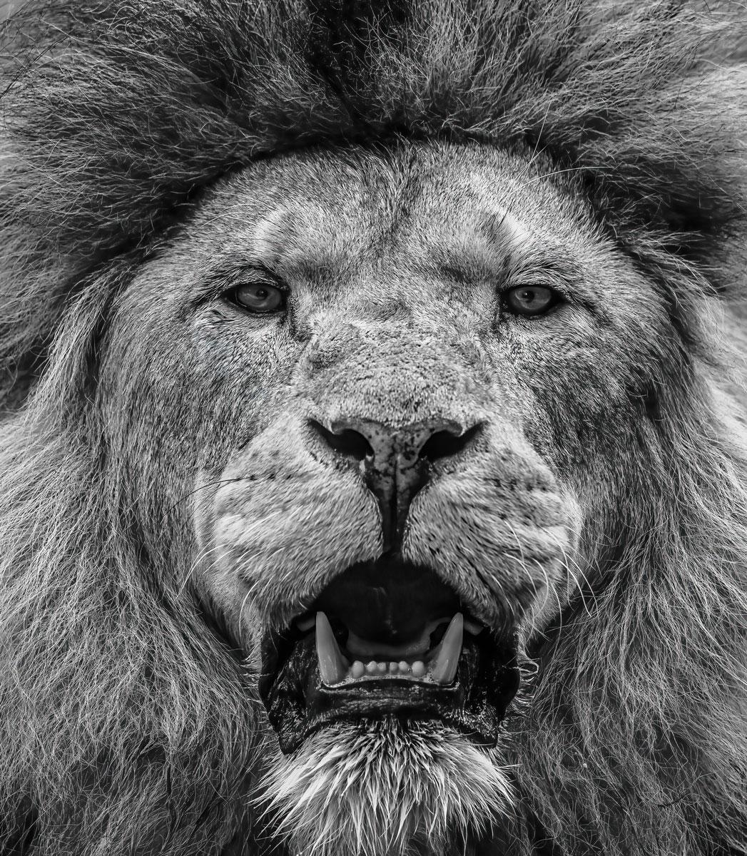 Le Bigli. Par Alfie Bowen. Portrait dramatique d
une tête de lion