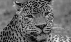 Le philosophe. Par Alfie Bowen. Portrait dramatique d
une tête de léopard