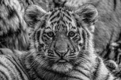 Tigre minuscule. Par Alfie Bowen. Magnifique portrait d
une tête de tigre