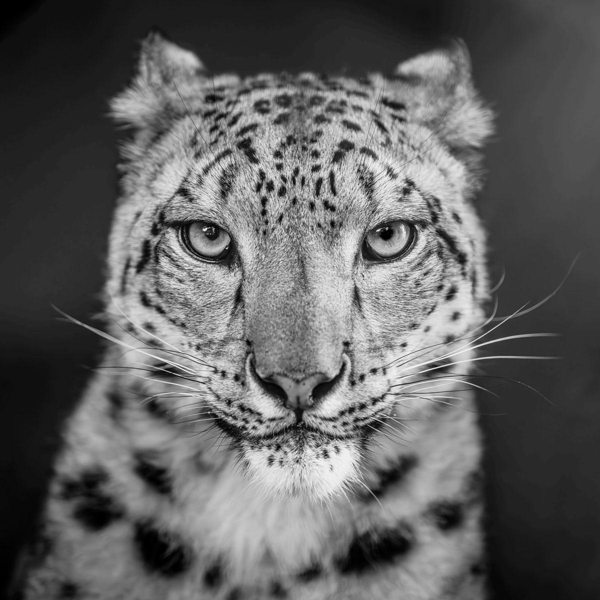 A l
intérieur. Par Alfie Bowen. Portrait dramatique d
un léopard des neiges