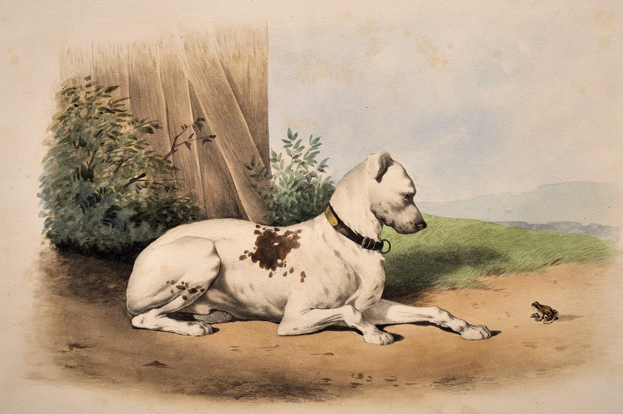 Antique Dog Lithograph Taste of Alfred De Dreux, France ca. 1870 Bulldog & Frog - Beige Animal Print par Alfred de Dreux