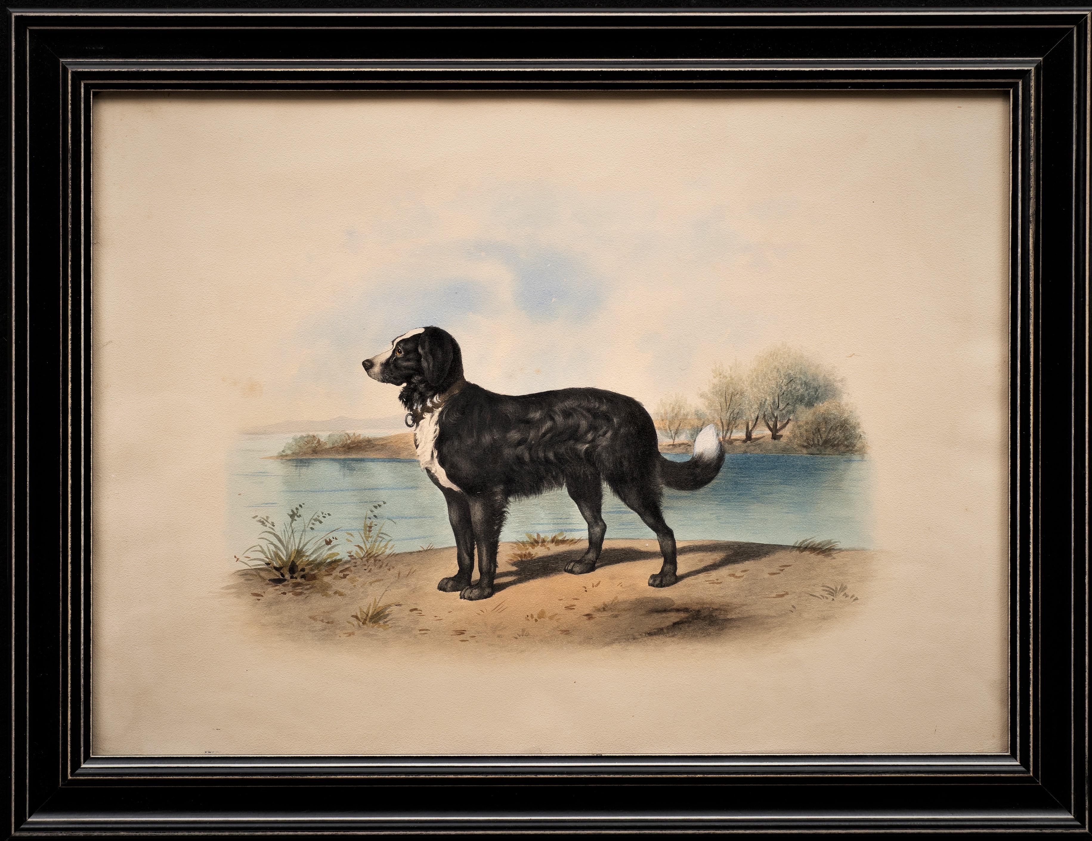Litografía antigua de perro Sabor de Alfred de Dreux, Francia ca. 1870 Terranova en venta 1