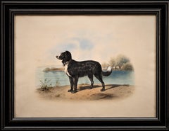 Litografía antigua de perro Sabor de Alfred de Dreux, Francia ca. 1870 Terranova