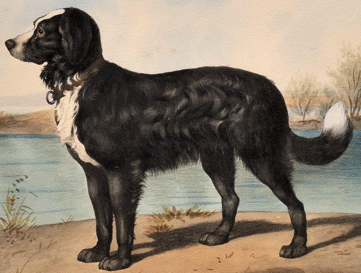 Retrato antiguo de perro 
Litografía al gusto de Alfred de Dreux
Terranova
Francia, hacia 1870 
Litografía
25 5/8 x 19 5/8 (28 x 20 marco) pulgadas

Seis litografías de retratos de perros.

Cada representación canina es muy realista, elegante y está