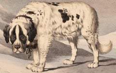 Antiguo Perro Litografía Sabor de Alfred de Dreux, Francia ca. 1870 San Bernardo A